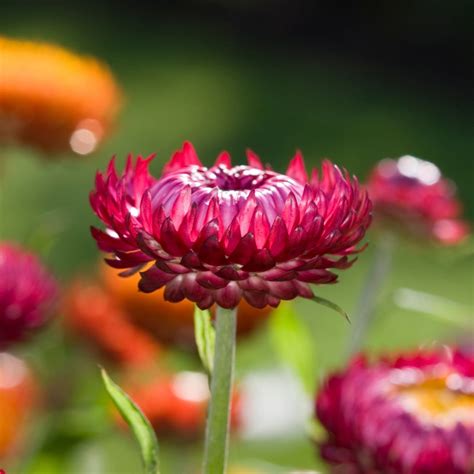 Everlasting Daisy Purple Red Seeds The Seed Collection