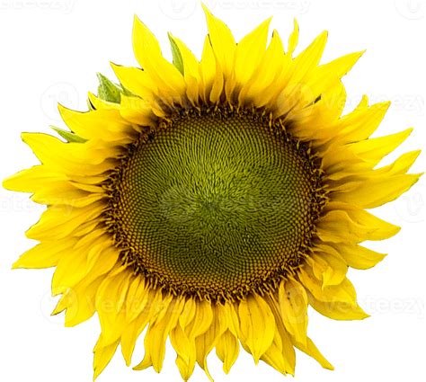 Realistic Sun Flower 19890743 PNG