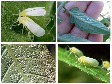 How To Get Rid Of The Whitefly On Tomatoes In The Greenhouse And Garden