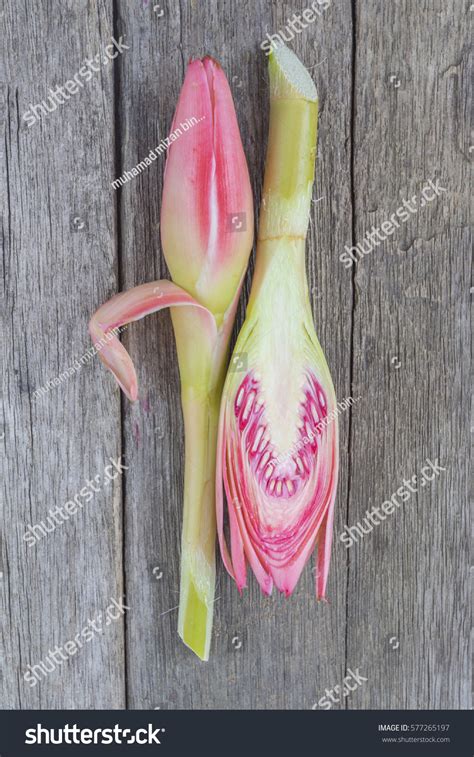 Torch Ginger Flower Etlingera Bunga Kantan Stock Photo 577265197