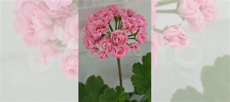 Герань пеларгония купить в Иркутске | Товары для дома и дачи | Авито