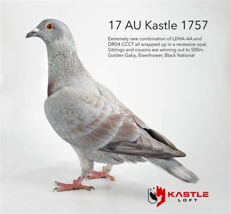 Recessive Opal Racing Pigeon Collection Racing Pigeons Pigeon