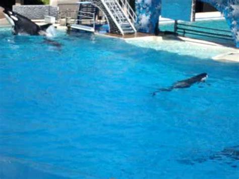 Seaworld Shamu Believe Part 4 YouTube