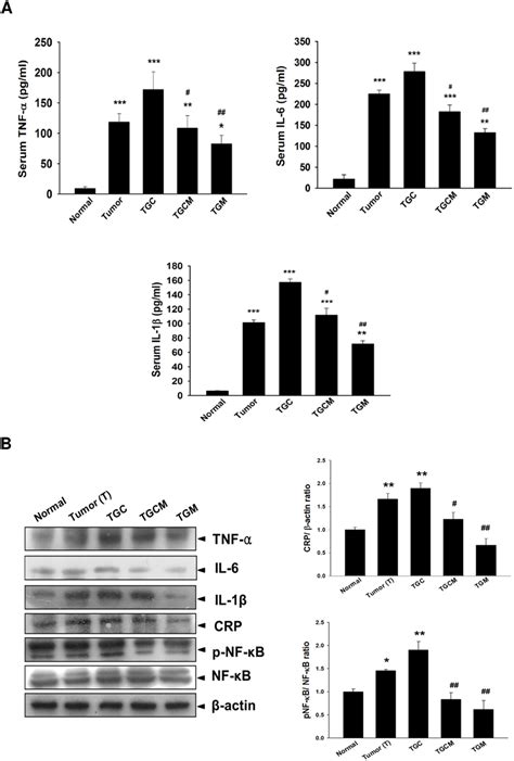 Effects of magnolol on pro inflammatory cytokine production and NF κB