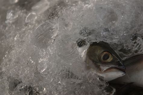 Water, Fish, Eye, Close-up Free Photo Download | FreeImages