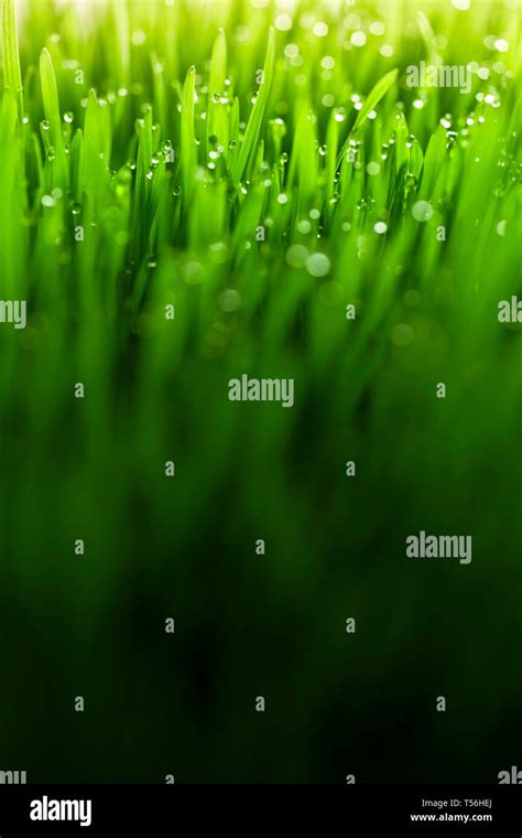 Lush, fresh green grass background with moisture drops Stock Photo - Alamy