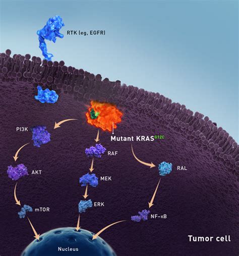 Targeting KRAS-G12C | Amgen Oncology