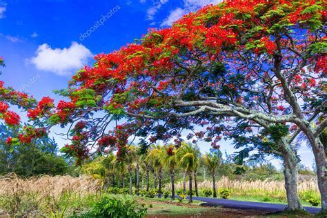 Exotic Tropical Tree Flamboyant With Red Flowers Mauritius Island