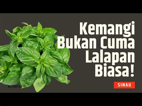 Temukan 5 Khasiat Daun Kemangi Yang Jarang Diketahui Biotifor