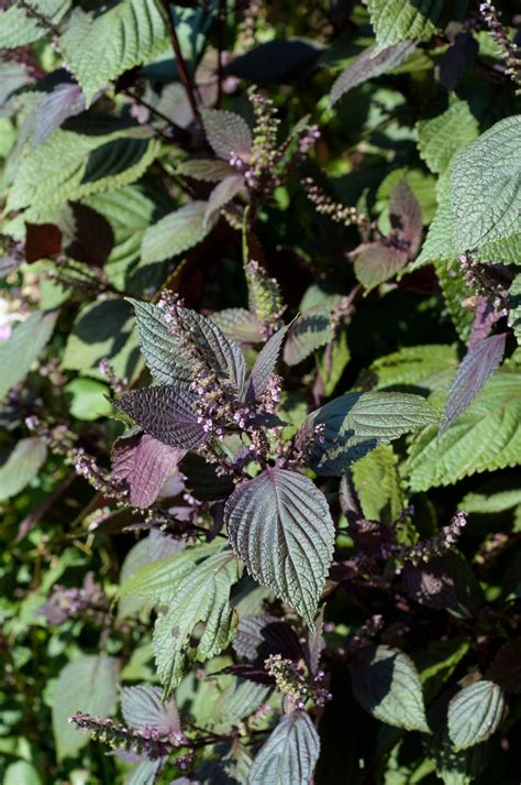 What Is A Shiso Herb Shiso Otherwise Known As Perilla Beefsteak