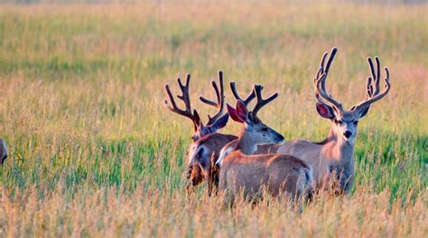 Mule Deer Antlers- Understanding Their Importance and Role in Wildlife ...