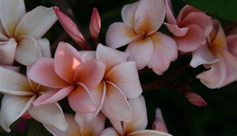 Plumeria Cutting 4439 - Upland Nursery