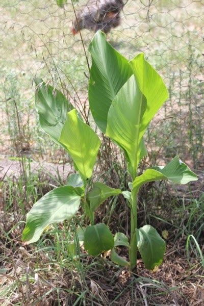 Mudflower: QLD arrowroot plants