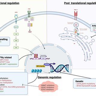 Activation of EGFR by EGF leads to downregulation of HLA class I ... 