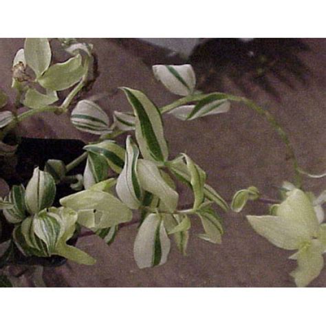 Tradescantia Fluminensis Variegata