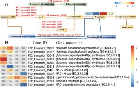 Adaptive Changes In Nicotinate And Nicotinamide Metabolism In Gold And