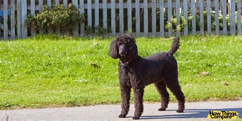 Wheaten Terrier vs Poodle – Which One Is Best For Me ...