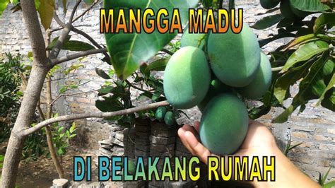 Top Inspirasi Mangga Madu Keraton Terbaru