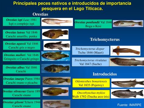 Reportaje Peces Oriundos Del Titicaca Como Qarachi Mauri Ispi Y Suche En Peligro De Extinción