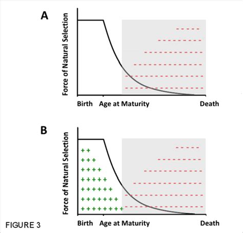 Mutation accumulation and antagonistic pleiotropy. | Download ...