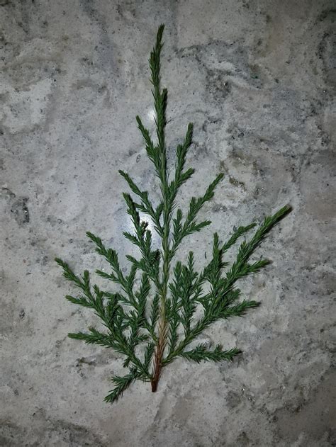 Evergreen Identification in the Plant ID forum - Garden.org