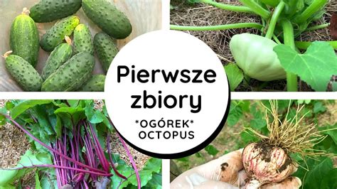 Og Rek Octopus Pierwszy Zbi R Dwuletni Czosnekbotwinka Ze Szklarni