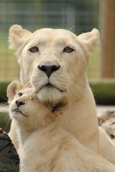 51 best Cute aggression images on Pinterest | Big cats, Wild animals and Adorable animals