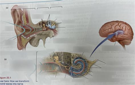 Figure 20.1 Hear here: How we transform sound waves into nerve impulses ...