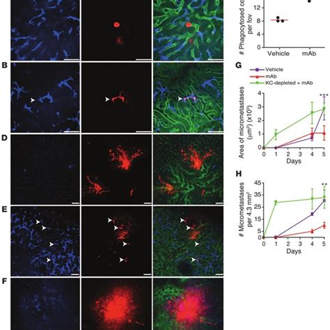 Kupffer Cells Are Essential In Arresting Tumor Cells In The Liver After