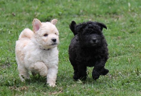 Pumi Dog Temperament and Personality - Fearless and Lively Behavior