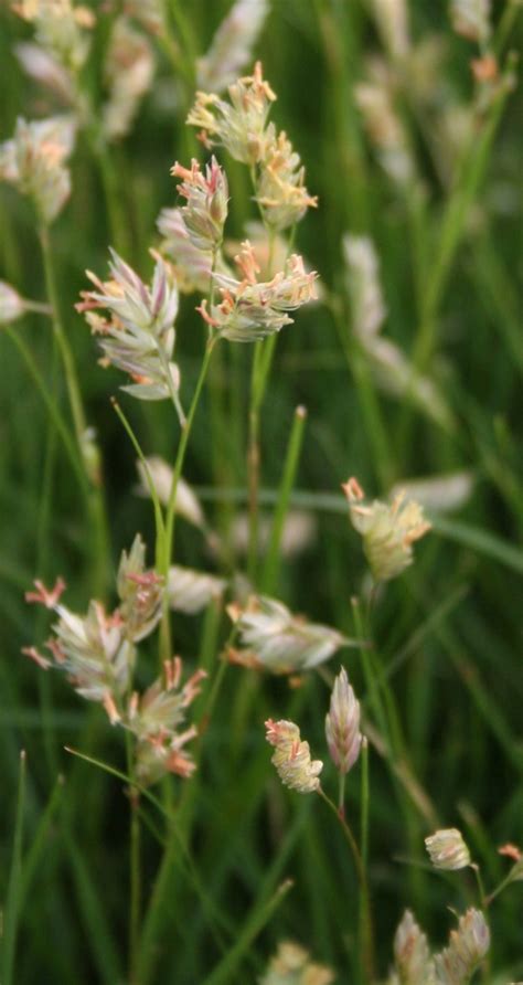 Garden Musings Buffalograss Ii