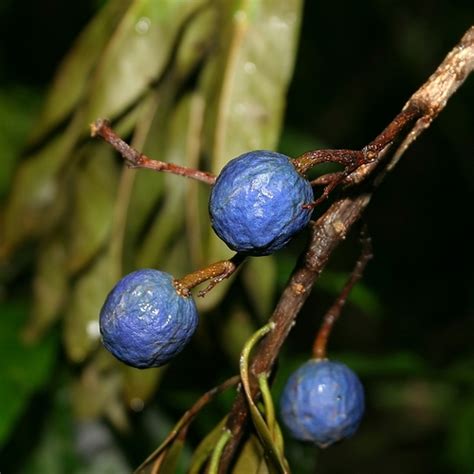 Genus Elaeocarpus · iNaturalist