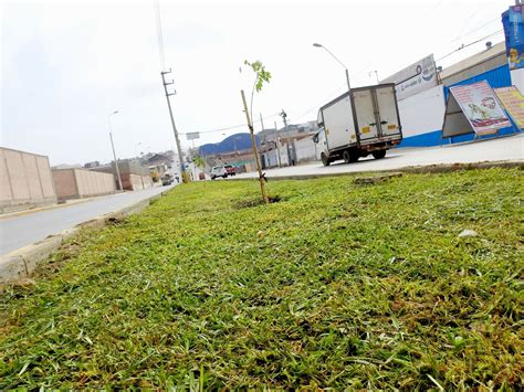 Municipalidad De Villa El Salvador Mantenimiento De Las Áreas Verdes De La Berma Central De La