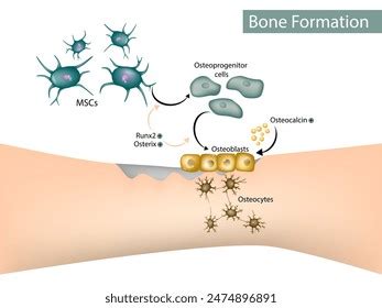 Bone Cells Osteoblasts Osteocyte Stock Vector Royalty Free