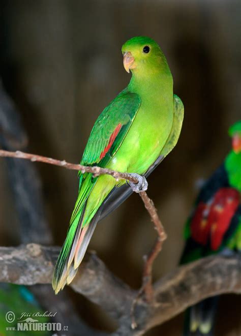 Red Winged Parrot Photos Red Winged Parrot Images Nature Wildlife