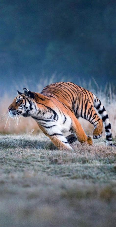 Fast running tiger | Wild animals pictures, Wild animals photography, Tiger photography