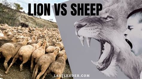 Are You A Lion Or A Sheep Killer Motivation Last Leader