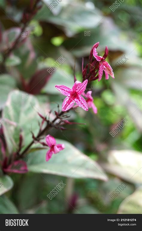 Pink Pseuderanthemum Image And Photo Free Trial Bigstock