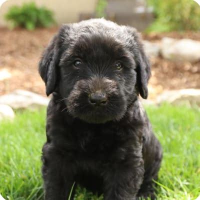 Giant Schnauzer Puppies for Sale | Buckeye Puppies