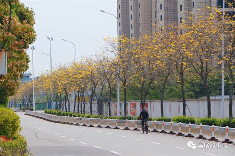 马尾黄花风铃木“金”艳绽放，快去拍照呀！福州要闻新闻频道福州新闻网