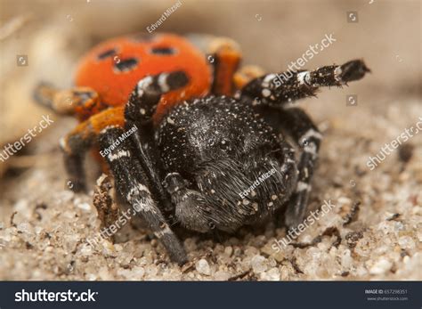 Male Lady Bird Spider Eresus Kollari Stock Photo 657298351 Shutterstock