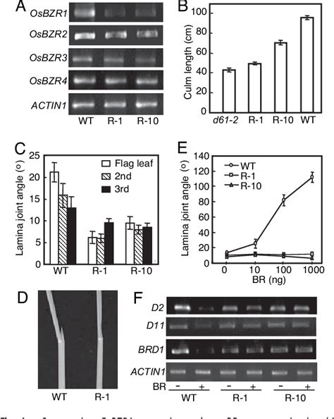 Figure From Functions Of Osbzr And Proteins In