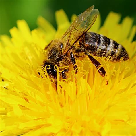 Kostenlose Foto Natur Feld Fotografie L Wenzahn Blume Bl Hen