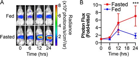 Dynamics Of P21 Expression In The Fasted Liver P21 Liv Luc Male And Download Scientific