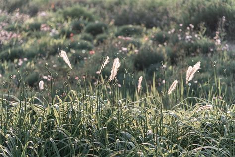 Grassland Field Meadow Free Photo On Pixabay Pixabay