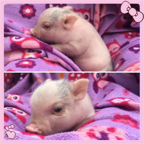 Mini Teacup Pigs For Sale | Mini Teacup Pig Adoption — Squeals on Wheels