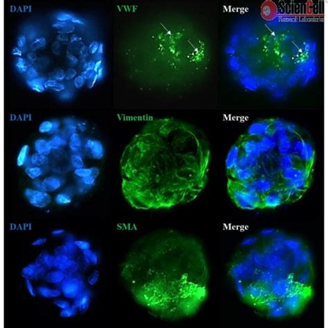 Sciencell All Inclusive Human D Spheroid Kits Team Medical