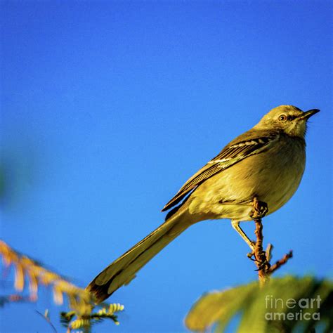 Northern Mocking Bird Photograph By Robert Bales Fine Art America