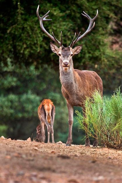 Ciervo Rojo Cervus Elaphus Celo Parque Nacional De Monfrague Spa Zepa