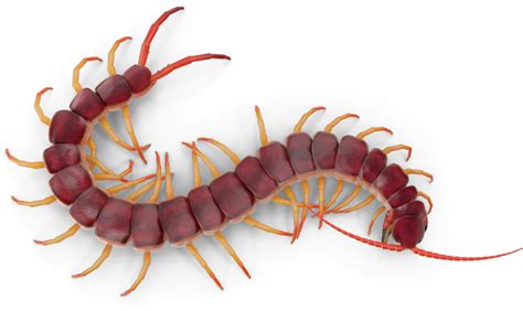 Centipede Png Transparent Image Download Size 833x497px